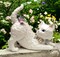 Ceramic Cat Playing with Butterfly Music Box, Home Décor, Gift for Her, Gift for Mom, Kitchen Décor, Cat Lovers Gift, Pet Loss Gift
